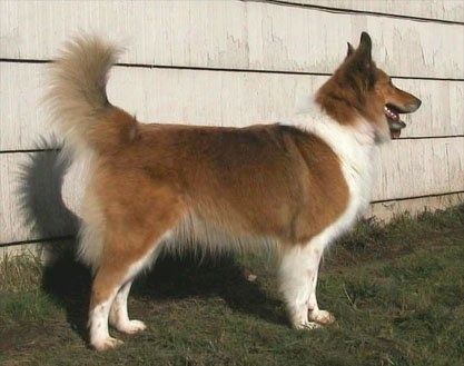 Desni profil - Rjavi in ​​beli škotski škotski pes stoji v travi in ​​gleda v desno. Njegova usta so odprta, jezik pa ven. Zraven je hiša. Pes ima perk ušesa in dolg obroben rep, ki je v zraku.