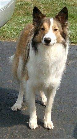 Vaizdas iš priekio - smailus perk ausų rudas, įdegis ir baltas škotų kolis šuo stovi ant važiuojamosios kelio dalies ir laukia.