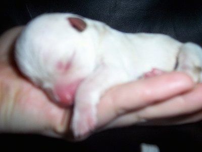 Iš arti - naujagimis chi-chon šuniukas miega žmogaus rankoje
