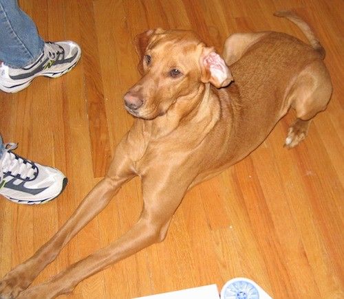 Một con chó lớn màu cam với đôi tai cụp xuống hai bên với một tai hướng ra ngoài, chân trước dài và đuôi dài, mũi nâu và mắt nâu đang nằm trên sàn gỗ cứng màu nâu với một người mặc quần jean xanh và giày thể thao màu trắng bên cạnh anh ta.
