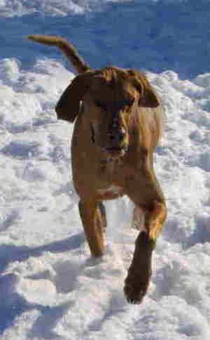 כלב כתום מגזע גדול עם חוטם ארוך, אוזניים ארוכות שתלויות לצדדים וזנב ארוך נודד בשלג.