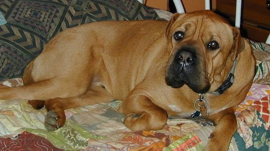 Ein großer, dickkörperiger, brauner Hund mit Falten und viel zusätzlicher Haut, einer kastenförmigen Schnauze, großen braunen Augen und kleinen Ohrenfalten, die sich auf eine Person legen