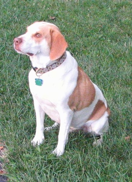 Den främre vänstra sidan av en rödbrun Brittany Beagle som sitter i ett fält och ser till vänster.