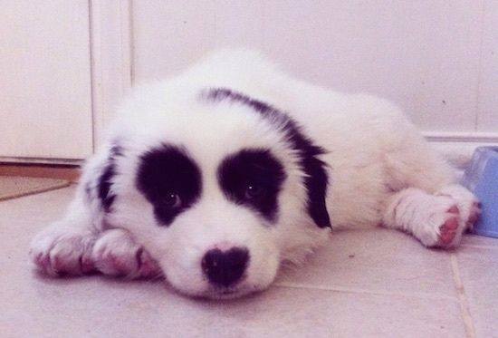 Priekinis vaizdas iš šono - baltas su juodu „Pyreness Pit“ šuniukas guli ant įdegio plytelėmis išklotų grindų šalia plastikinio mėlyno maisto dubenėlio. Šuo yra baltas, su simetriškomis apvaliomis juodomis dėmėmis aplink kiekvieną akį ir juodomis ausimis, todėl jis atrodo kaip pandos lokio klouno veidas.