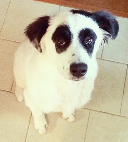 Vedere din față de sus, privind în jos la câine - Un câine alb cu Pyreness Pit negru este așezat pe o podea cu gresie bronzată, în sus. Câinele este complet alb, cu pete negre simetrice rotunde în jurul fiecărui ochi și urechi negre, ceea ce îl face să arate ca o față de clovn de urs panda.