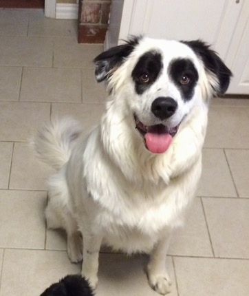 Eestvaade - õnneliku välimusega valge Pyreness Pit koera istub köögis tan-plaaditud põrandal ja vaatab suu lahti ja keel välja. Koer on üleni valge, sümmeetrilised ümmargused mustad laigud iga silma ümber ja mustad kõrvad, mis näevad välja nagu pandakaru klouninägu.