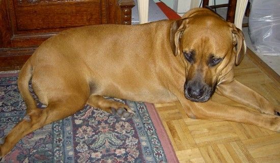 Pandangan sisi anjing peliharaan baka besar dengan kepala besar, badan panjang dan kaki pendek terbaring separuh di lantai kayu keras dan permaidani oriental