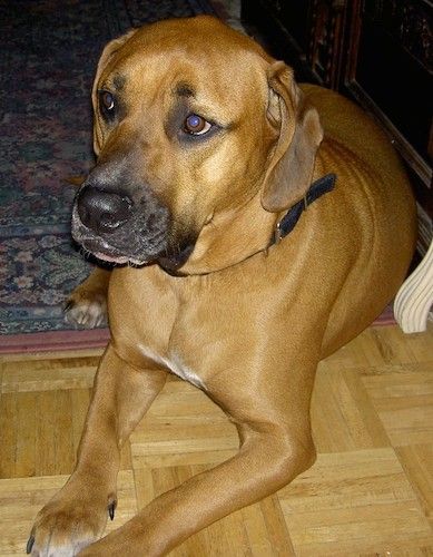 Didelio, storo kūno šuns, kurio šonai kabo ilgos, minkštos ausys, įdegis, juodas antgalis su snukiu ir trumpomis kojomis, kuris dalinai atsistoja ant kietmedžio grindų, o jo galas - ant rytietiško kilimo.
