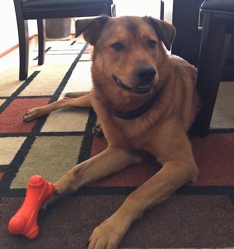 Un cane di taglia grande con un mantello marrone rossiccio, orecchie nere, un grande naso nero e occhi scuri sdraiato su un tappeto con un giocattolo arancione sopra la zampa anteriore