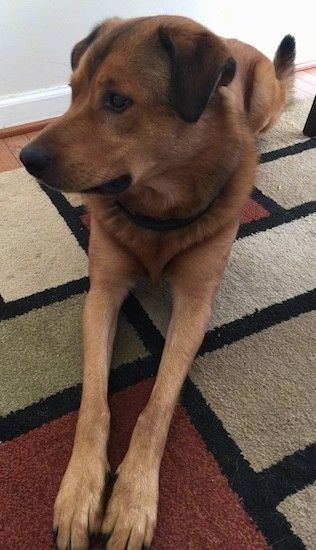 Suurt tõugu kollakaspruuni koera eestvaade, punase varjundiga, tumedamate kõrvadega, mis klapitakse ette ja pikk, musta ninaga koon, vaadates vasakule