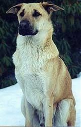 Orkaan Kodiac kannab Chinooki noore kutsikana, kes istub väljas lumes ja mustal rihmal.