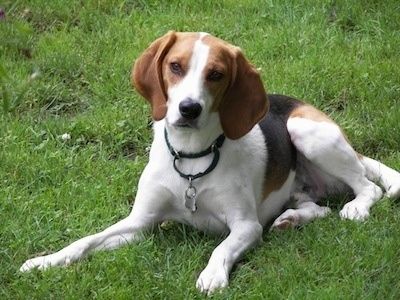 Hunter il Foxhound inglese tricolore marrone chiaro, bianco e nero è sdraiato su un campo erboso e non vede l
