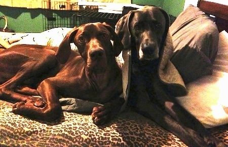 दो बड़े ग्रेट वीमर कुत्ते एक इंसान के ऊपर लेटे हुए हैं