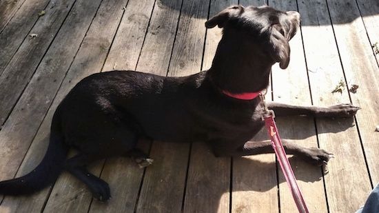 כלב גרייאדור שחור עם לבן מונח על סיפון עץ כשהוא מסיט את מבטו