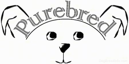 एक कुत्ते की खींची हुई तस्वीर, जिसके सिर पर Purebred शब्द है।