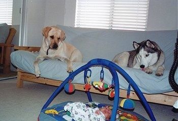 Kobe dan Brady the Labrador dan Husky di atas sofa memandang Jake bayi di lantai di bawah mereka yang sedang berbaring di bawah bayi