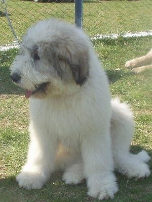 Udsigt fra forsiden - En fluffy hvid med sort rumænsk Mioritic Shepherd Dog Puppy sidder i græsset og ser til venstre. Der er et kædehegn bag det.