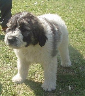 Vooraanzicht - Een pluizig wit met zwarte Roemeense Mioritic Shepherd Dog-puppy staat in het gras en kijkt vooruit.