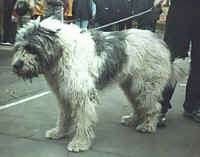 Un gos pastor miorític romanès de color blanc amb gris es troba a l