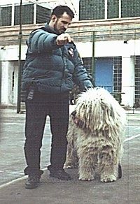 Balts rumāņu miorītu aitu suns stāv uz melna seguma, un blakus tam ir cilvēks ar uzpūstu mēteli. Persona uzsit ar pirkstu, lai dabūtu suni