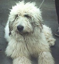 Ένα χνουδωτό λευκό ρουμανικό Mioritic Shepherd Dog ξαπλώνει σε ένα blacktop και υπάρχει ένα άτομο που στέκεται δίπλα του.
