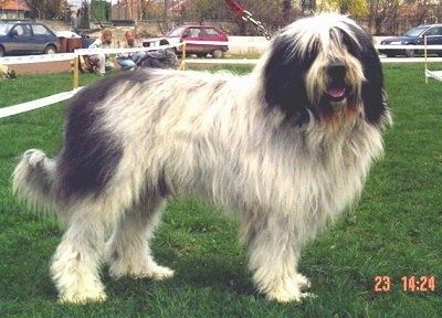 Vista laterale - Un cane mioritico a pelo lungo, irsuto, bianco con nero è in piedi nell