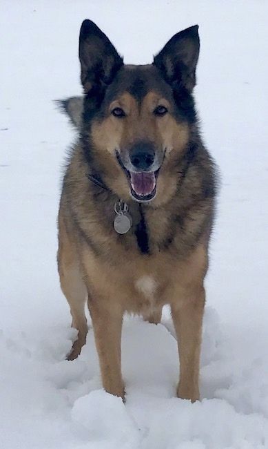 Vista frontal - um cão pastor de pêlo espesso, com grandes orelhas em pé, nariz preto, olhos castanhos e um focinho comprido parado na neve, parecendo feliz.