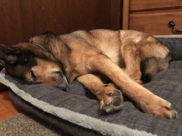 Un gos de capa gruixuda que s’estira al costat amb un ull obert a la part superior d’un llit de gos. El gos té unes potes grans i una llarga cua que s’envolta al voltant del seu extrem posterior.