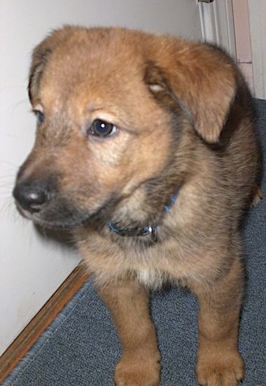 Vista frontal - Um cachorrinho com olhos castanhos, nariz preto pequeno dobra sobre as orelhas e bronzeado com pelagem preta em pé sobre um tapete azul com a cabeça voltada para a esquerda.