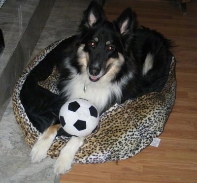 En langhåret, perk-eared, svart med solbrun og hvit Sheltie Shepherd-hund ligger på en hundeseng, den ser opp, munnen er litt åpen og det er en fotball på fremre poter. Hunden ser glad ut.