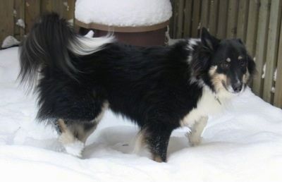 O lado direito de um cão pastor Sheltie longo, preto com castanho e branco parado na neve, olhando para a câmera. Há uma cerca de madeira para privacidade atrás dela.