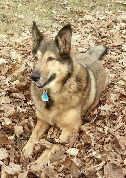 Bočný pohľad spredu - hrubý, ovčiacky vyzerajúci pes s veľkými perkálnymi ušami, čiernym nosom, hnedými očami a dlhým ňufákom, ktorý sa ukladá do hnedých listov, smeruje doľava.