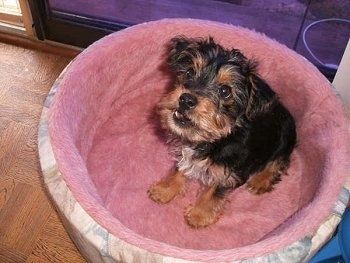Un câine negru cu părul lung, cu un câine Yorkie Russell maro și alb, așezat într-un pat de câine roz, privește în sus și gura este ușor deschisă.
