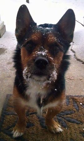 Bir verandada bir paspas üzerinde duran kahverengi ve beyaz Yorkie Russell köpeği olan siyah. İleriye bakıyor ve ağzının her tarafı karla kaplı.