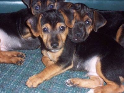 Drie zwarte met bruine en witte kortharige Yorkie Russell-puppy