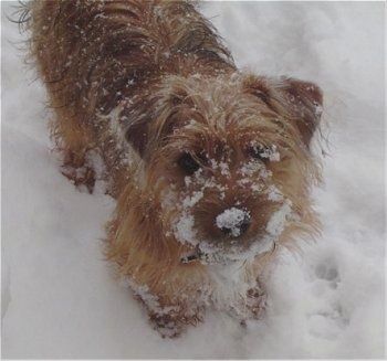 Hnědé štěně Yorkie Russell stojí venku ve sněhu se sněhem přilepeným na srsti a na nose.