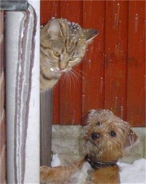 En brun med vit Yorkie Russell valp står i snö och den hoppas upp och tittar upp på en katt som är till vänster om den. Det finns en röd ladugård bakom dem.