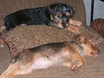 Yorkie Russell 강아지 두 마리가 소파에 누워 있습니다. 강아지 중 한 마리는 등이 짙은 회색으로 황갈색이고 자고 있고, 다른 한 마리는 발과 주둥이에 황갈색이있는 검은 색이며 베개 위에 누워 있습니다. 옆에 농구 공이 있습니다.