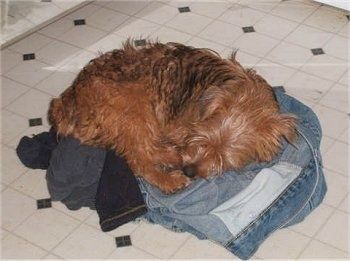 Un câine maroniu cu negru Yorkie Russell așează în cerc pe o grămadă de haine deasupra unei podele cu gresie.