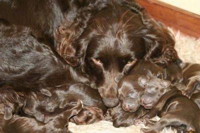 Close Up - Anak anjing Boykin Spaniel bersama ibu mereka.