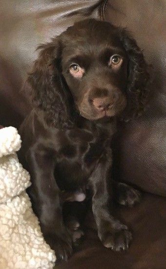 Anak anjing coklat kecil dengan telinga panjang yang tergantung ke sisi, hidung coklat, mata cokelat dan rambut bergelombang di kepalanya duduk di sofa kulit coklat.