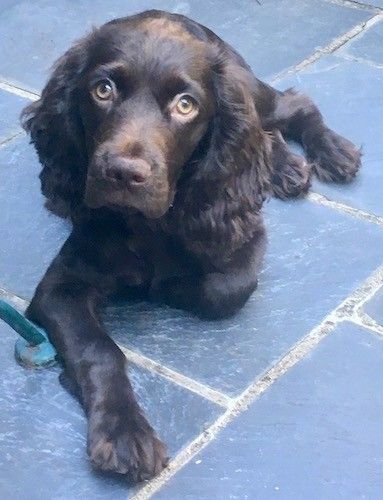 तांबा भूरे रंग की आंखों और लंबे नरम लहराती कानों के साथ मध्यम आकार का भूरा कुत्ता और भूरे रंग की टाइलों पर एक भूरी नाक।