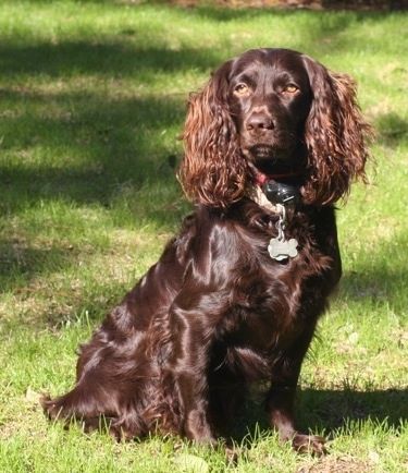 कानों के साथ एक चमकदार लेपित भूरा कुत्ता, जो उन पर लंबे लहराते बालों के साथ लटकता है और हल्के भूरे रंग के बादाम के आकार की आँखें बाहर घास में बैठी रहती हैं
