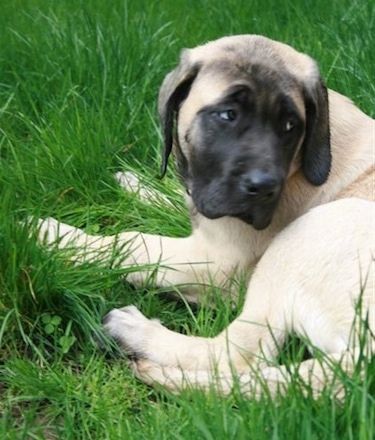 Pukulan kepala pandangan depan - Tan dengan seekor anak anjing Mastiff Inggeris hitam sedang berbaring di rumput dan kerikil dan melihat ke kanan.