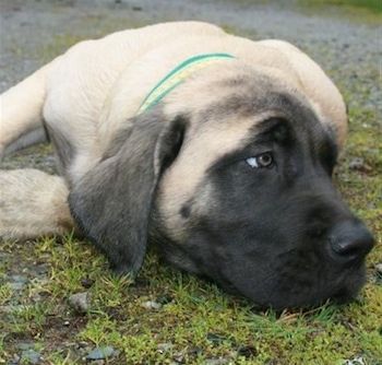 มุมมองด้านหน้า - สีแทนกับลูกสุนัข Mastiff ภาษาอังกฤษสีดำยืนอยู่บนพื้นหญ้าและมองไปข้างหน้า