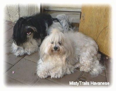 Havanese šuniukų vada valgo iš maisto dubenėlio ant baltų plytelėmis išklotų grindų švirkštimo priemonės viduje.