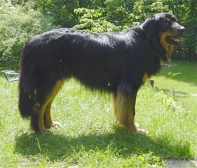 En stor, glad svart sort med brunfarget Hovawart-hund står i gresset. Munnen er åpen og tungen er ute