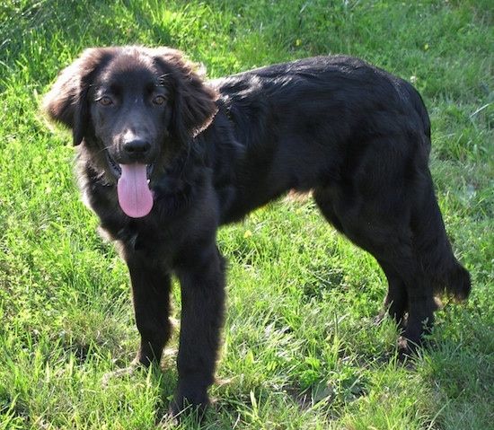 Vista lateral - um cachorro preto peludo e feliz parado na grama com o rabo relaxado e pendurado ao lado dele, quase tocando o chão. A cauda longa dos cães está pendurada.