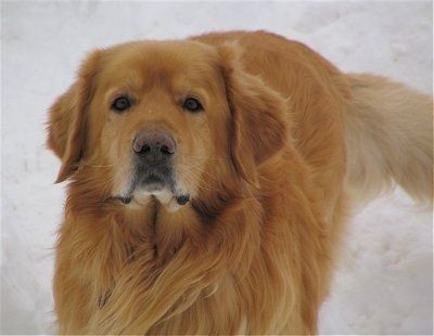 Lähedalt - kuldoranži värvi Hovawarti koer seisab lumes.