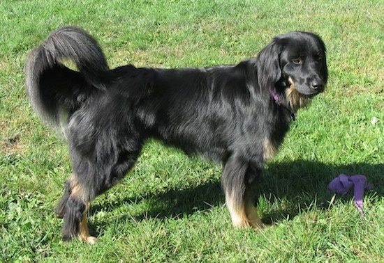 Seitenansicht - Ein schwarzbrauner Hund großer Rassen, der draußen im Gras mit einem lila Stoffspielzeug vor ihr steht.
